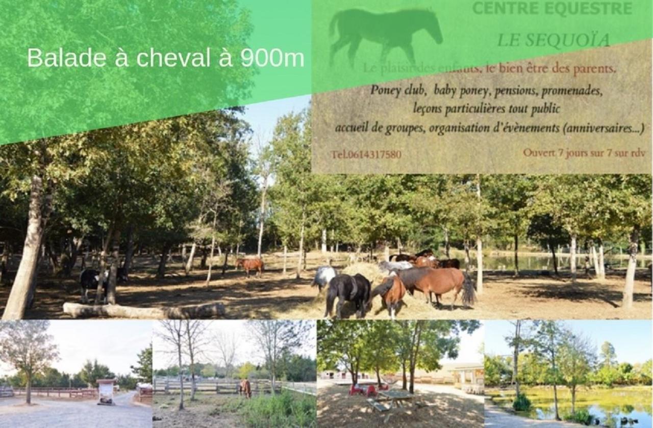 Le Gite Nature Bien-Etre Piscine Chauffee Privee Du Tarn Entre Toulouse Et Albi & Les Cottages Du Tarn Peyrole 외부 사진
